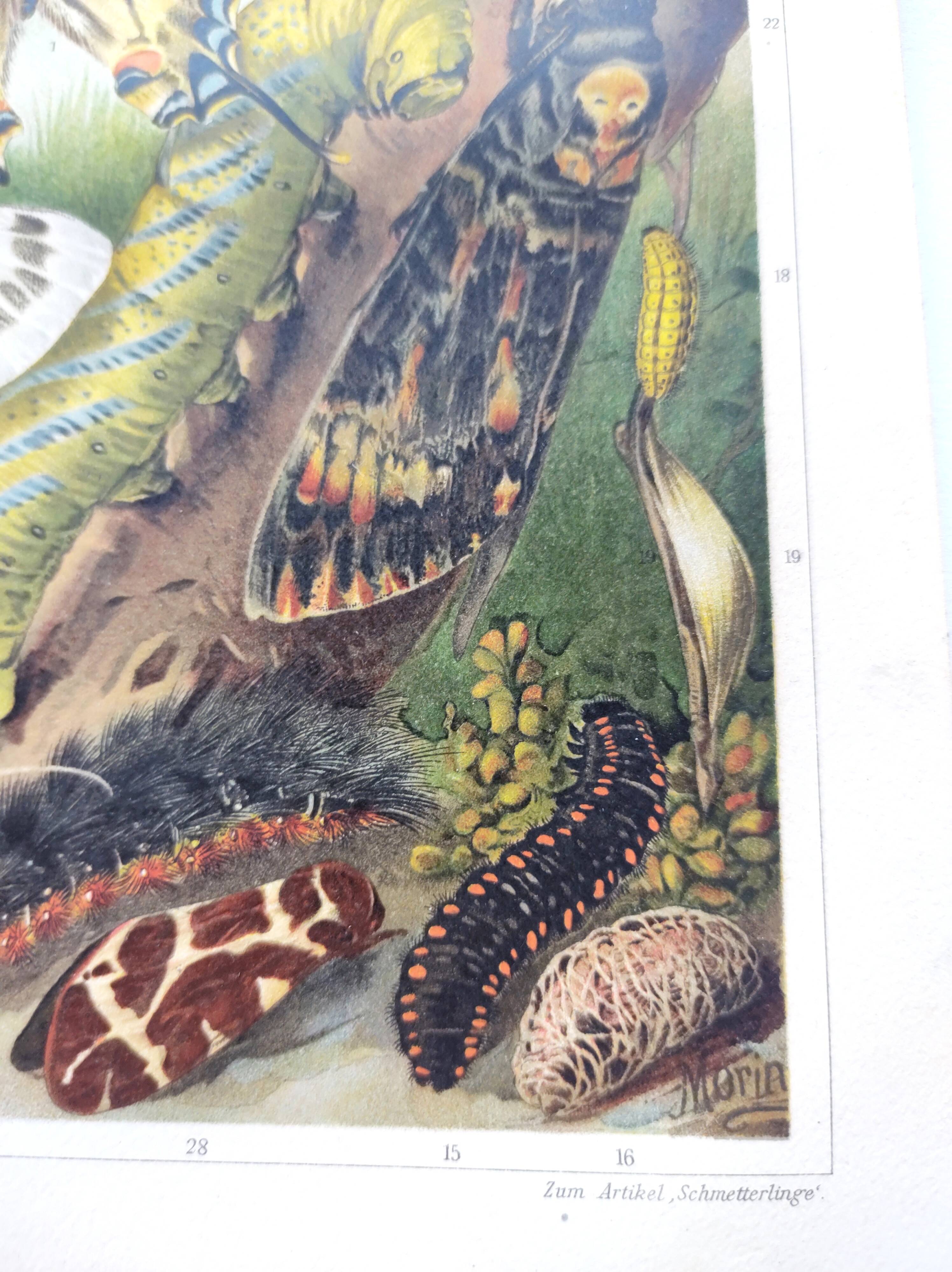 Plate from 1909 - Butterfly - Old entomological poster from 1909