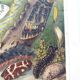 Plate from 1909 - Butterfly - Old entomological poster from 1909