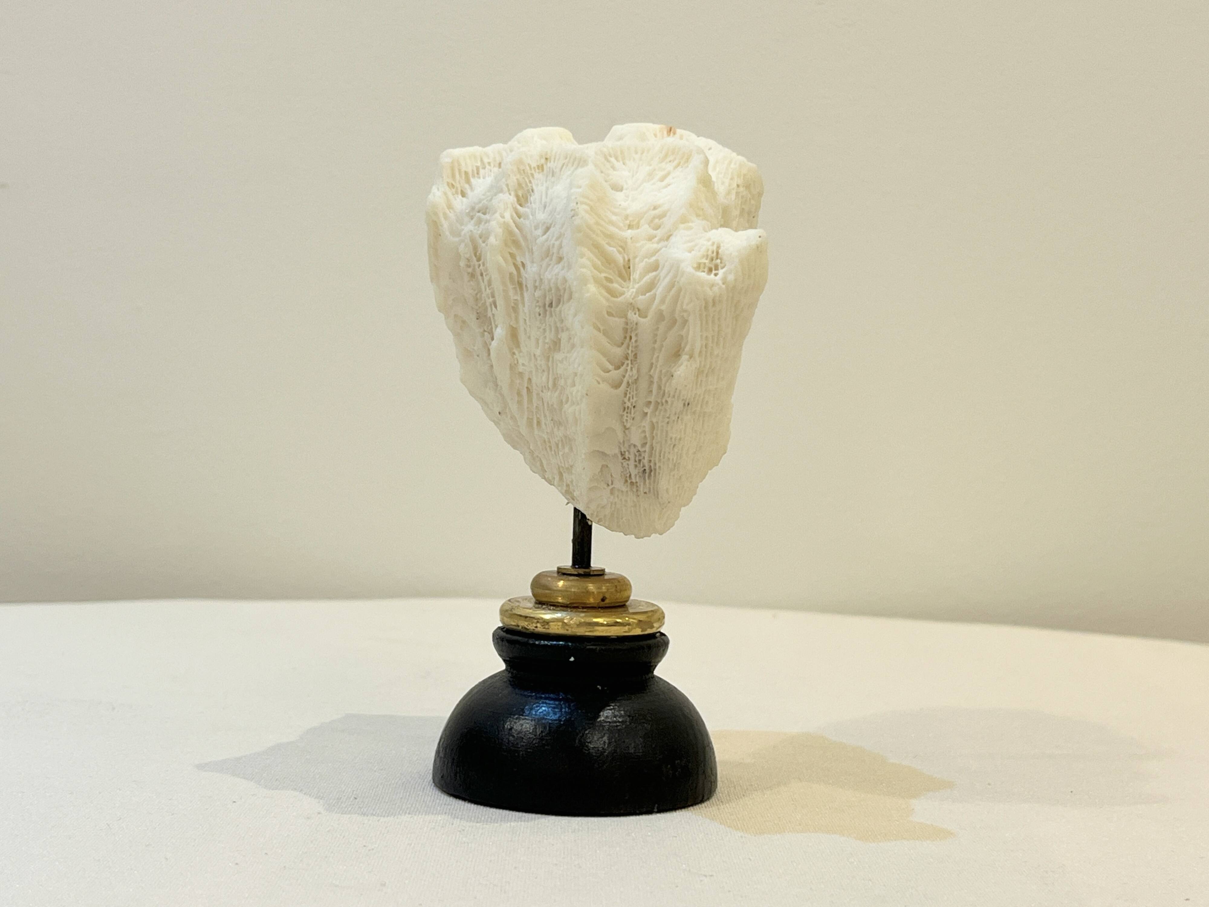 Antique natural white wave coral on wooden base Napoleon III cabinet of curiosities