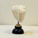 Antique natural white wave coral on wooden base Napoleon III cabinet of curiosities