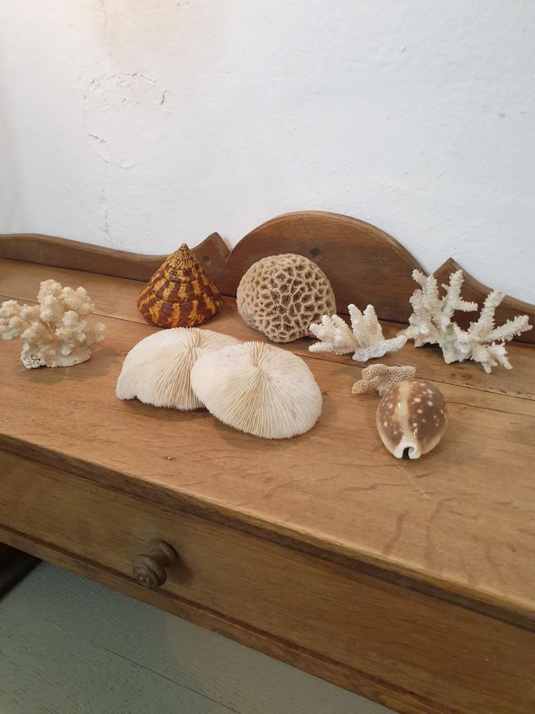 Shells and corals