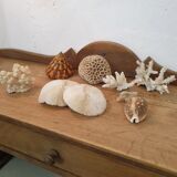 Shells and corals