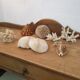 Shells and corals