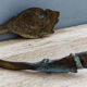 Pair of curtain embrases-holders