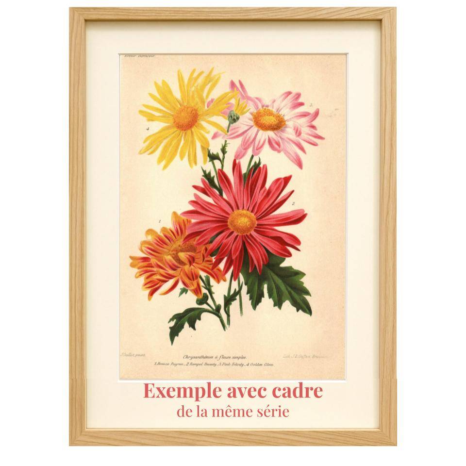 Botanical Engraving 1911 - Phalaenopsis Orchid by Millot - Vintage Flower