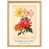 Botanical Engraving 1911 - Phalaenopsis Orchid by Millot - Vintage Flower