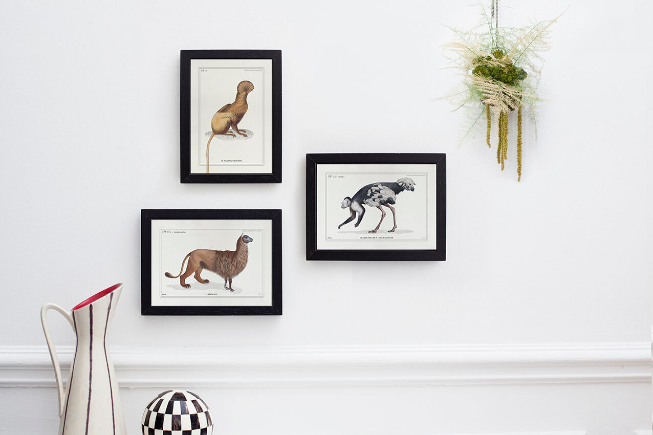 Lithograph engraving chimu00e8re animal - the saddingruche