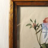 Lithograph P.J. Feared rose bush