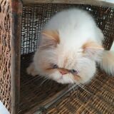 Wicker trunk