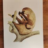 Zoological board
