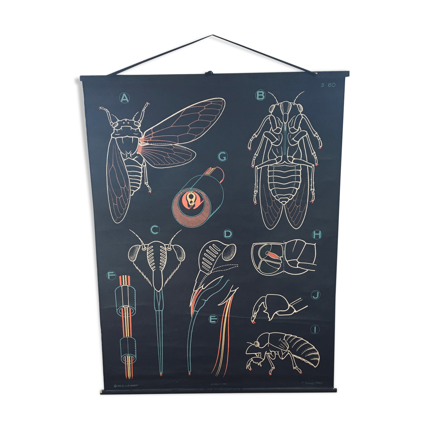 Dr. Auzoux's school poster, the cicada