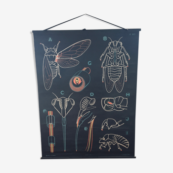 Dr. Auzoux's school poster, the cicada