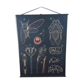 Dr. Auzoux's school poster, the cicada