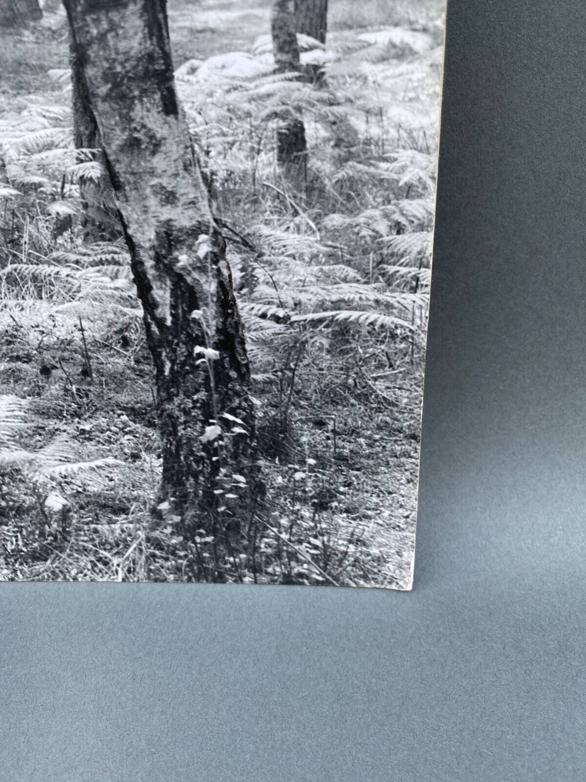 Film photography by Bernard Darot, Fougères II Club Nantais AFIAP