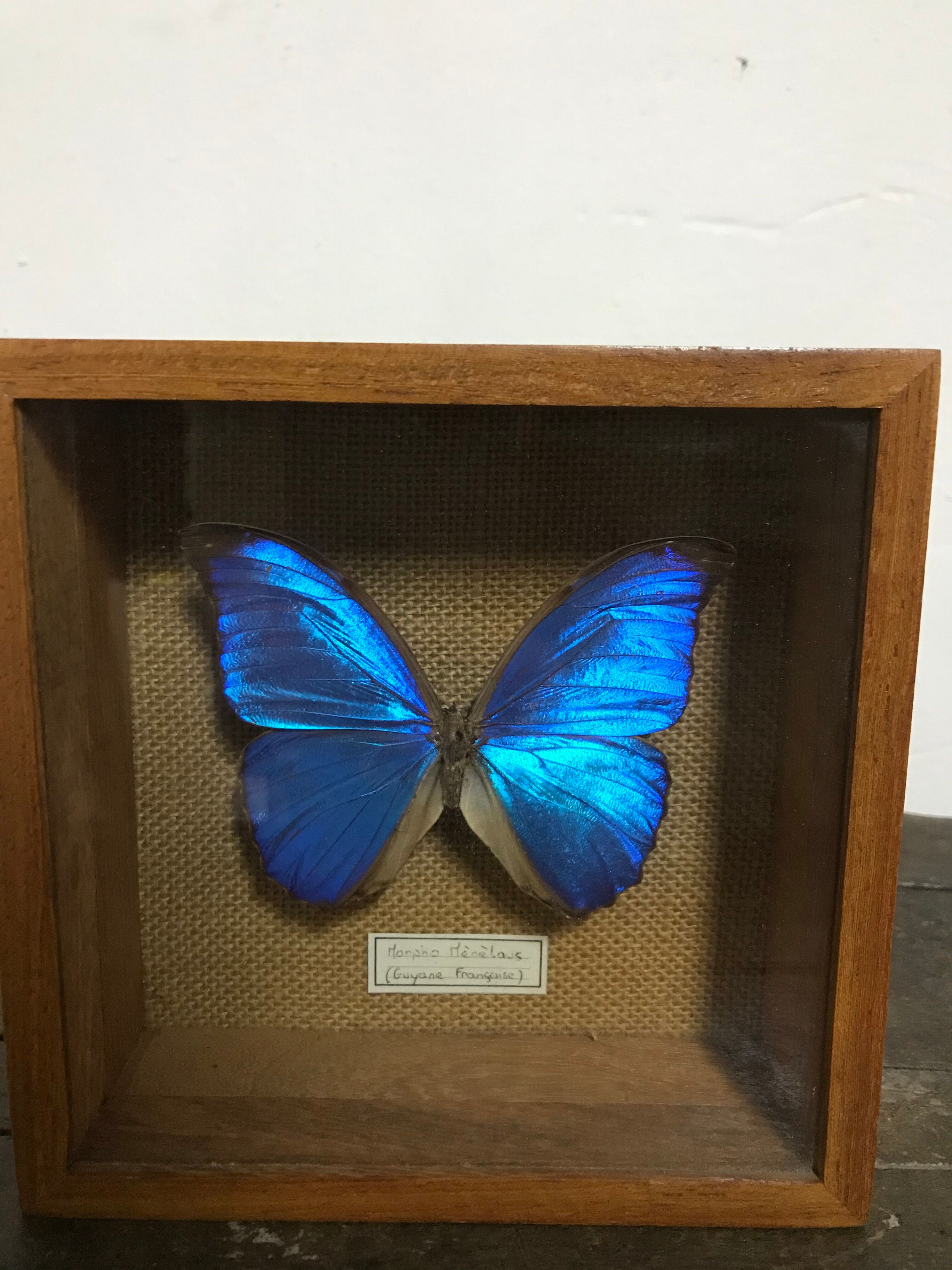 Naturalized butterfly