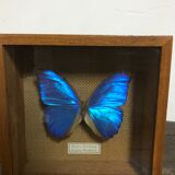 Naturalized butterfly