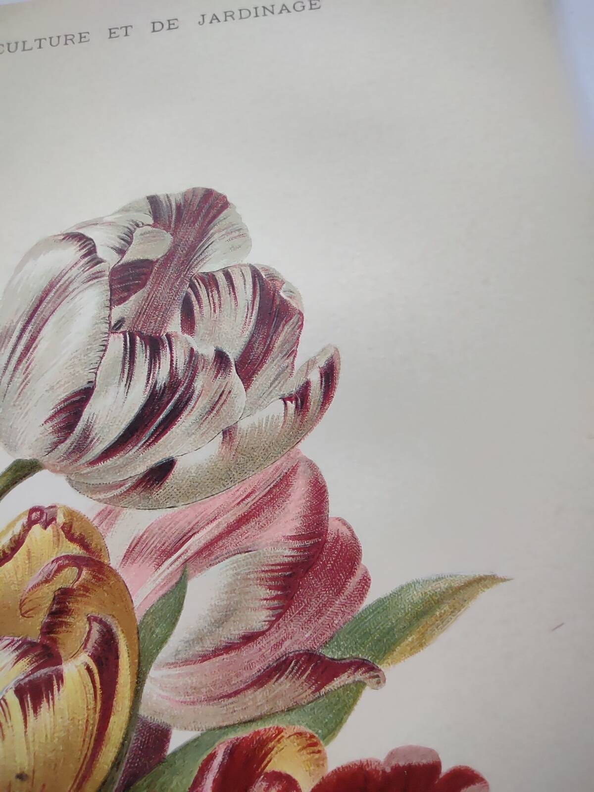 Botanical flower engraving 1899 by Élisa Champin - Tulips - Old print