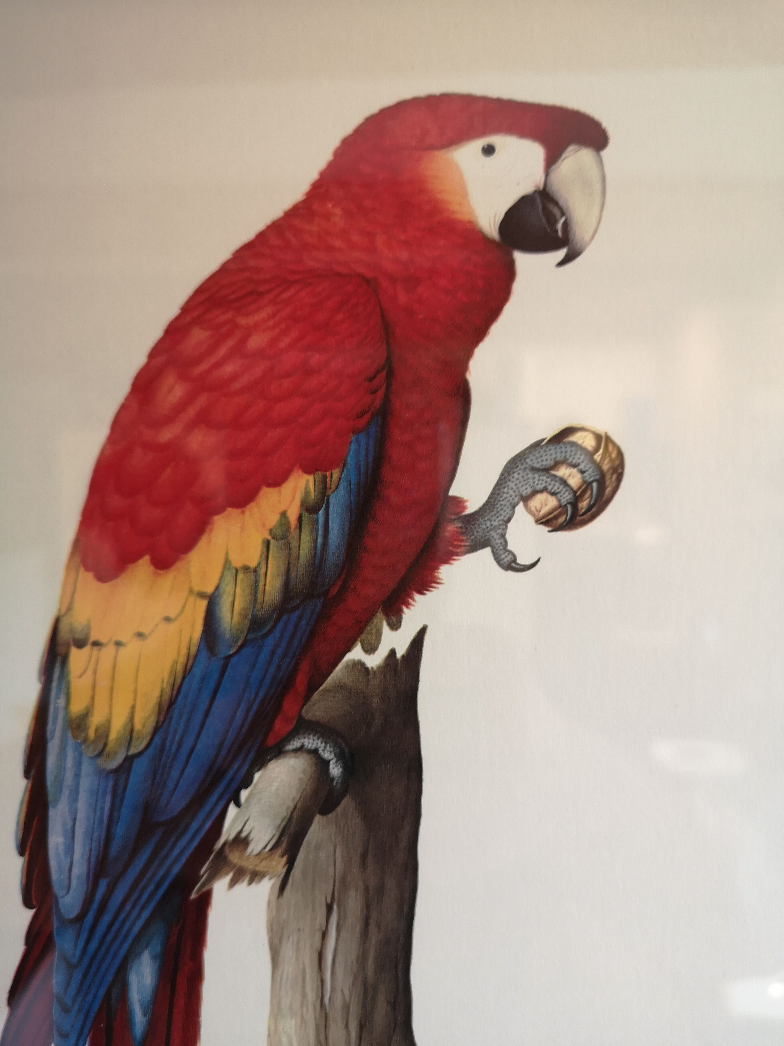 Board ornithological