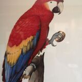 Board ornithological