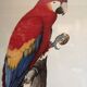 Board ornithological