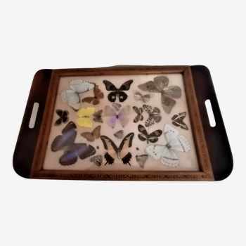 Serving tray decorated with stuffed butterflies