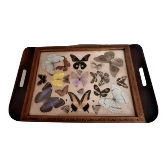 Serving tray decorated with stuffed butterflies