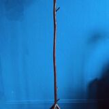 Tree coat rack