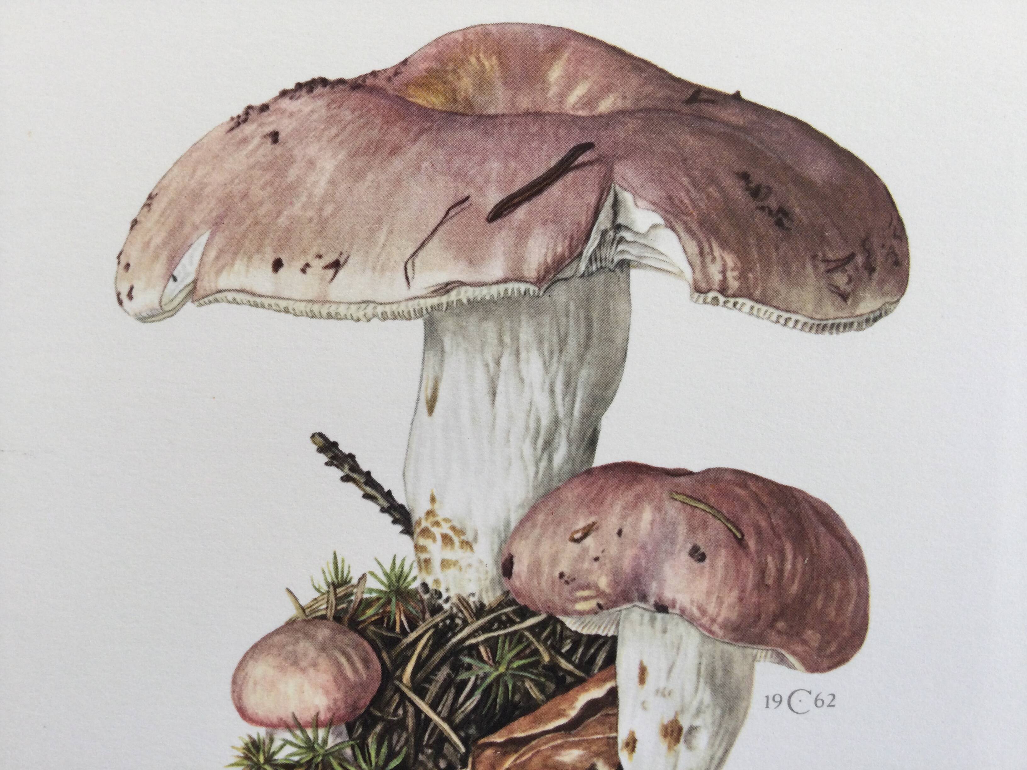 Botanical Illustration Mushrooms Russula Vintage Print 60s