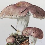 Botanical Illustration Mushrooms Russula Vintage Print 60s