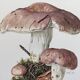 Botanical Illustration Mushrooms Russula Vintage Print 60s