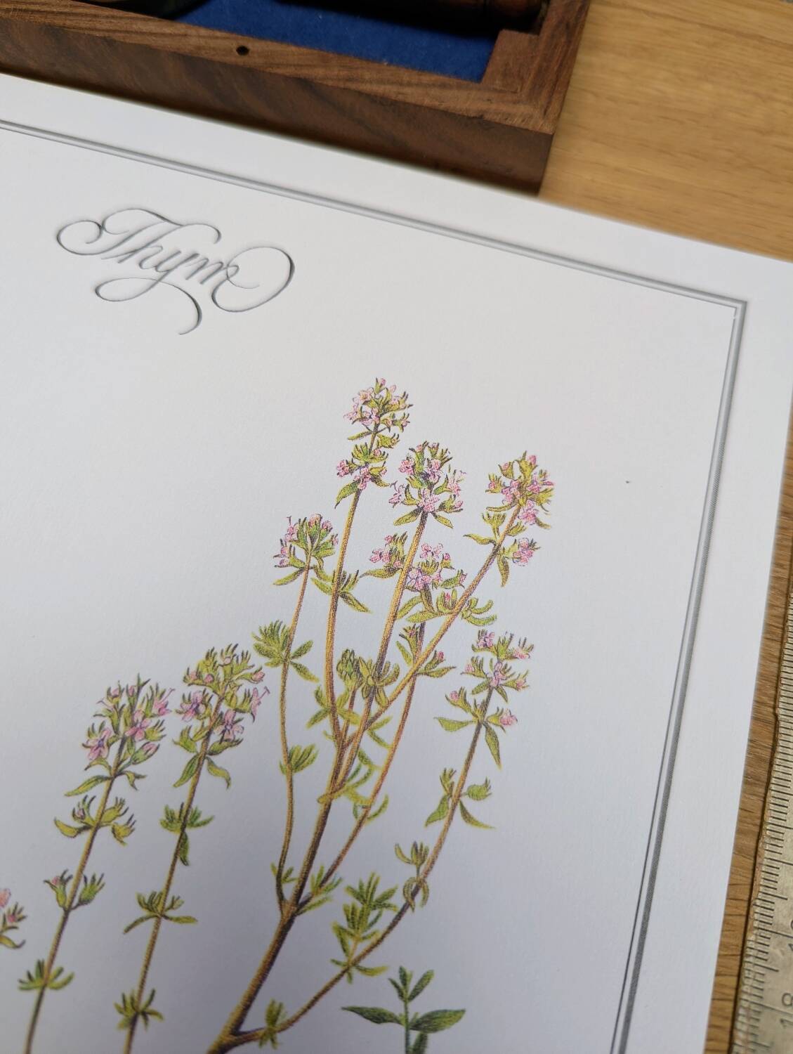 Printed in 1995, the Thyme. Vintage Botany.