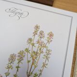 Printed in 1995, the Thyme. Vintage Botany.