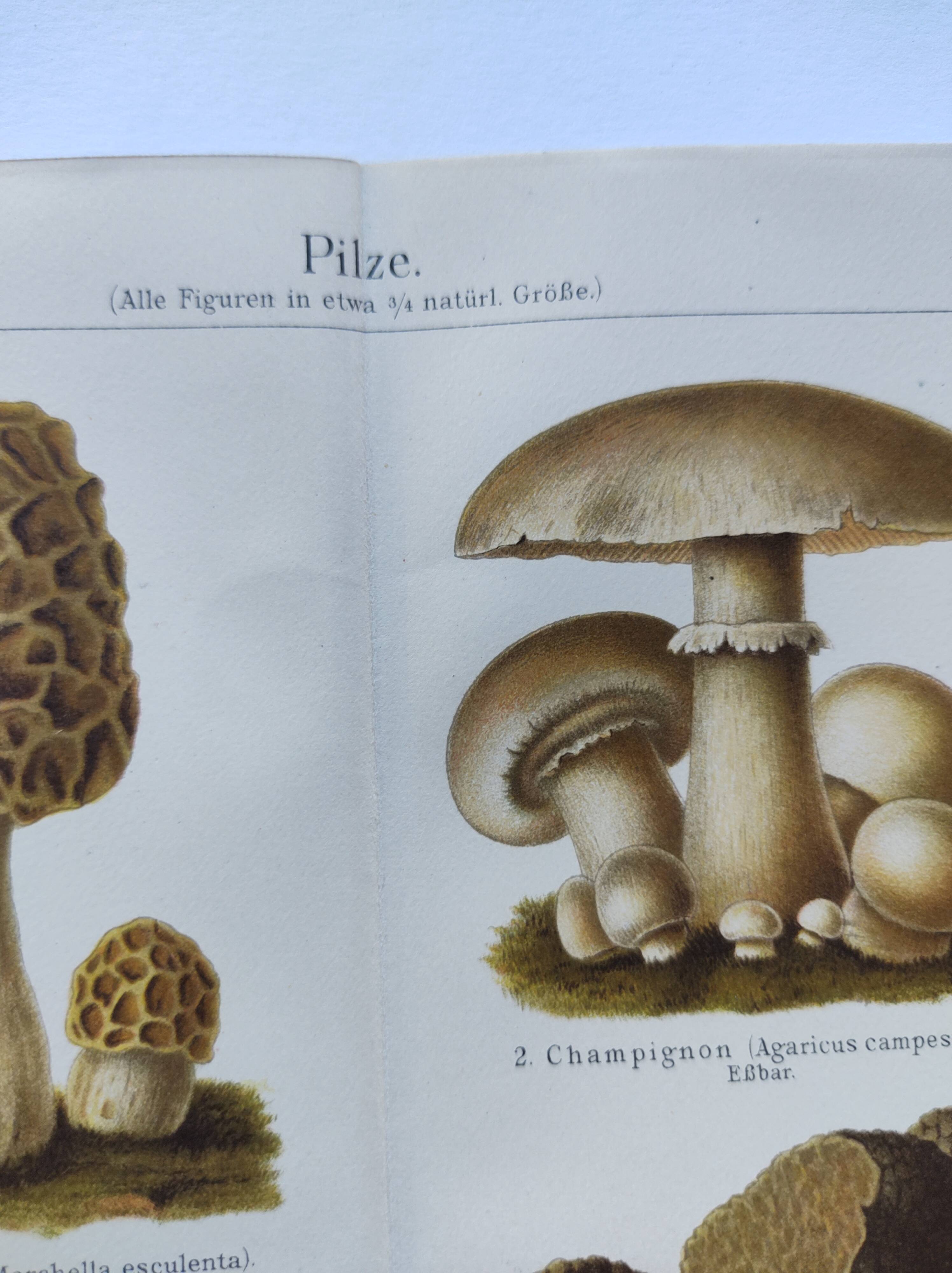 Botanical plate from 1909 - Mushrooms - Old German engraving