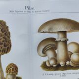 Botanical plate from 1909 - Mushrooms - Old German engraving