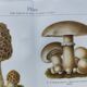 Botanical plate from 1909 - Mushrooms - Old German engraving