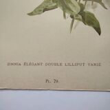 Botanical print from 1897 - Elegant Zinnia - vintage lithograph by Godard