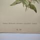 Botanical print from 1897 - Elegant Zinnia - vintage lithograph by Godard