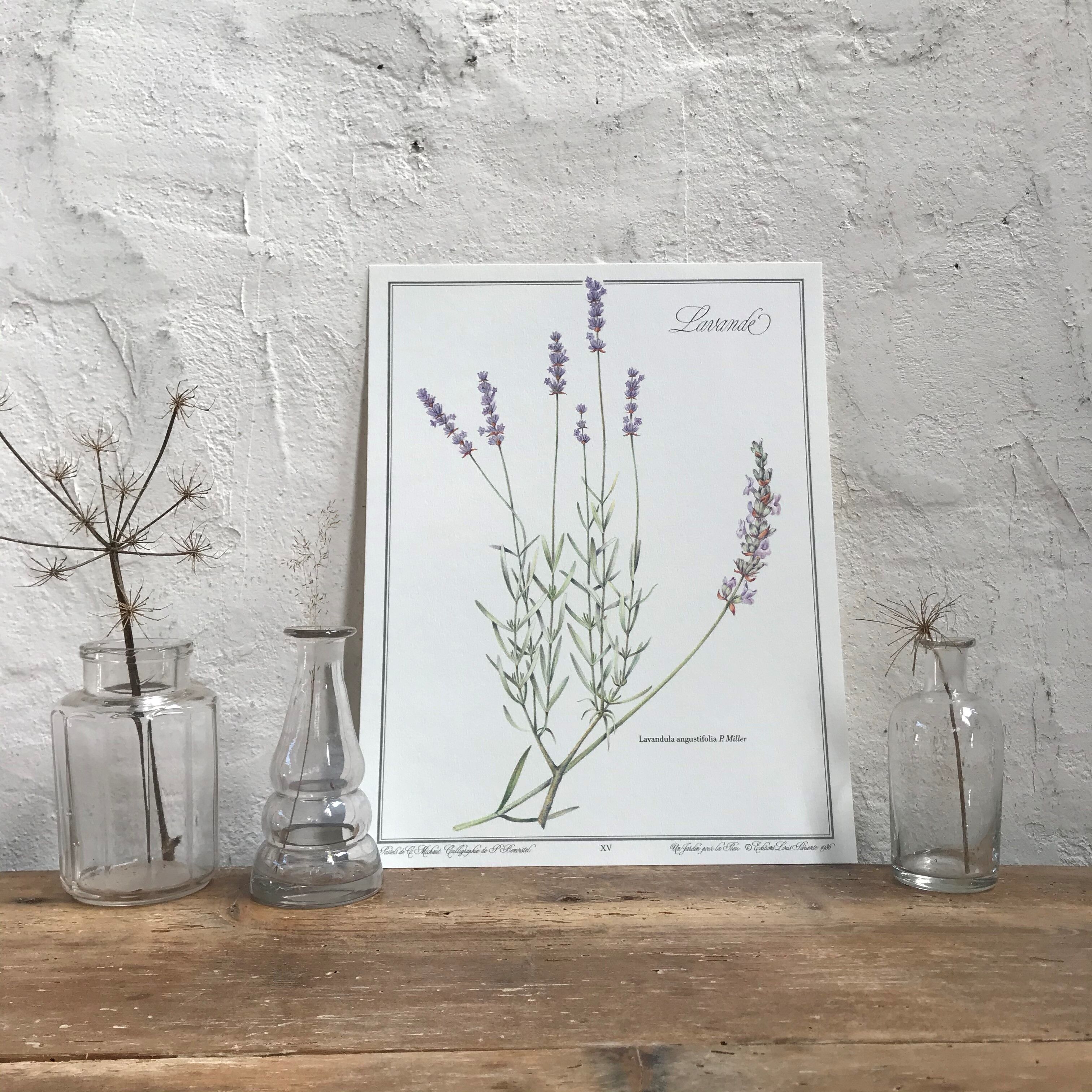 Lavender botanical poster