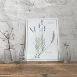 Lavender botanical poster