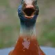St Clément barbotine duck jug