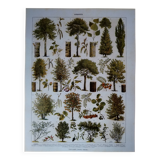 Original lithograph on trees (2)