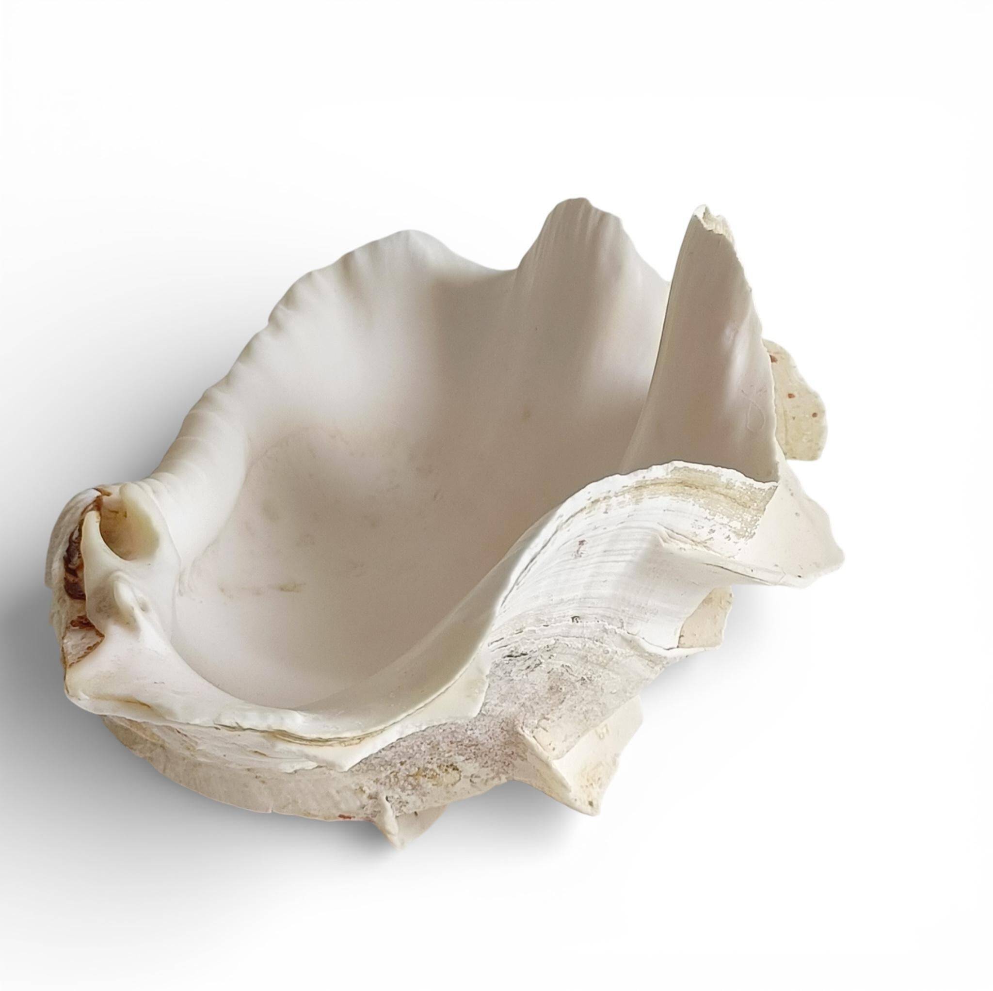Stunning South Pacific Clam Shell – Sculptural Organic Modern Object
