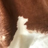 Vintage cowhide 225x170cm