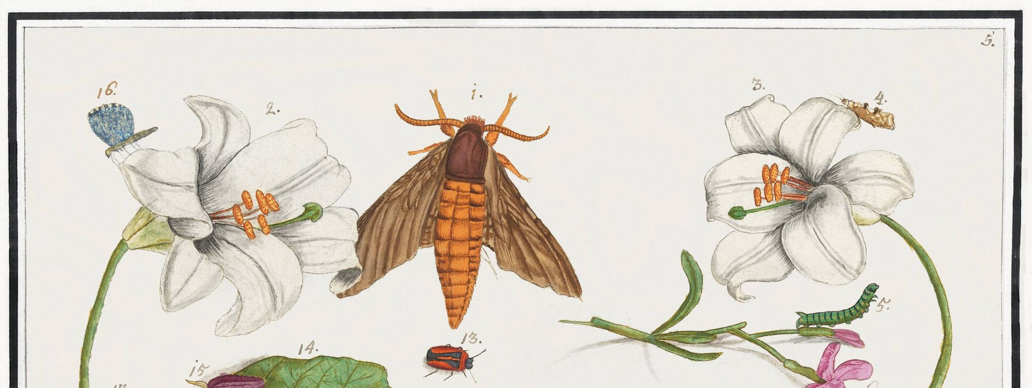 Petite affiche sur "insectes et fleurs", d’après une gravure ancienne