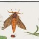 Small poster on "insects and flowers", based on an old engraving