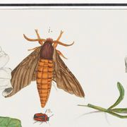 Petite affiche sur "insectes et fleurs", d’après une gravure ancienne