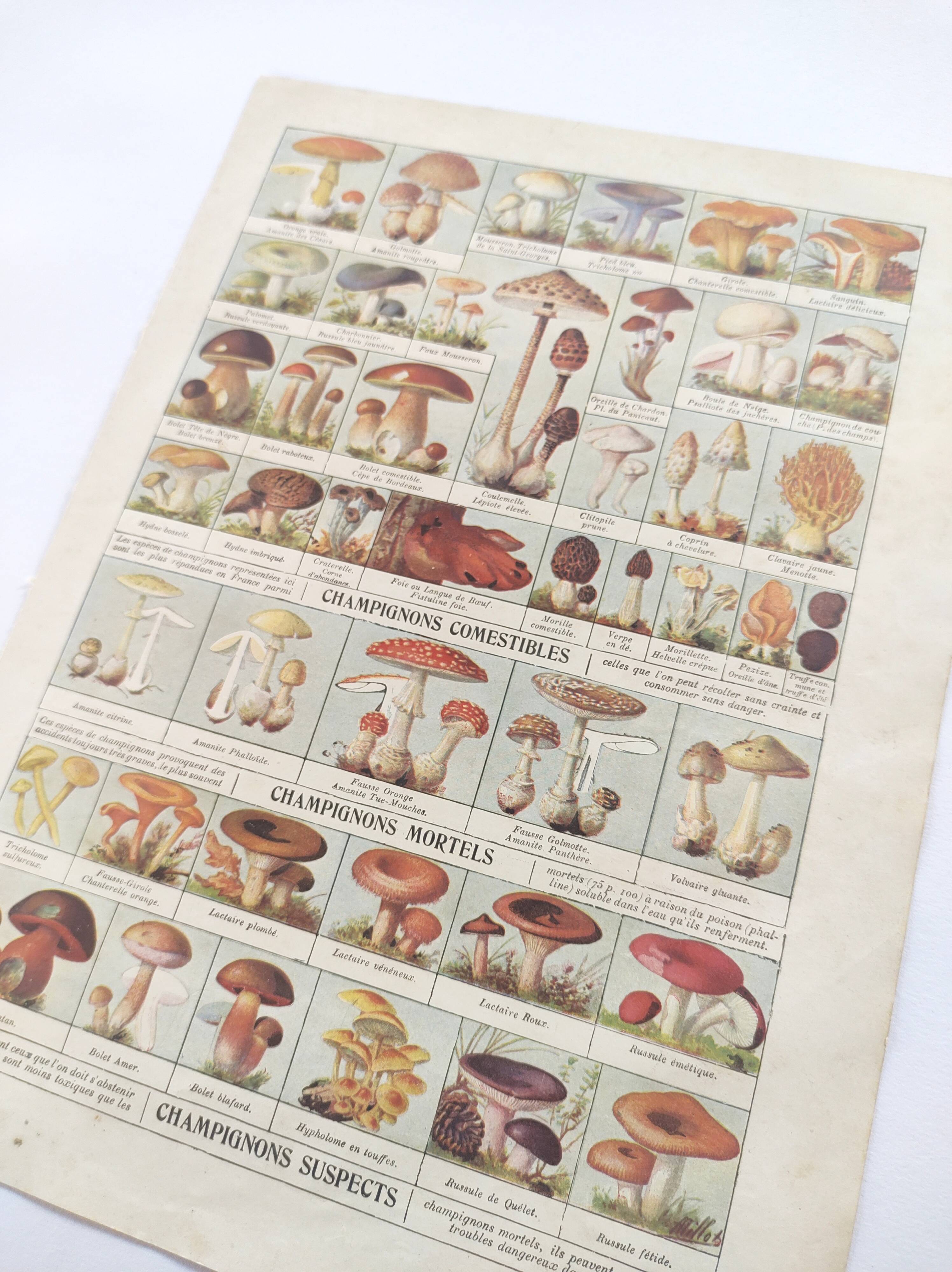 Old engraving • Mushrooms • Original botanical plate from 1920