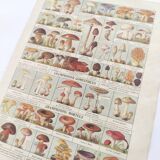 Old engraving • Mushrooms • Original botanical plate from 1920
