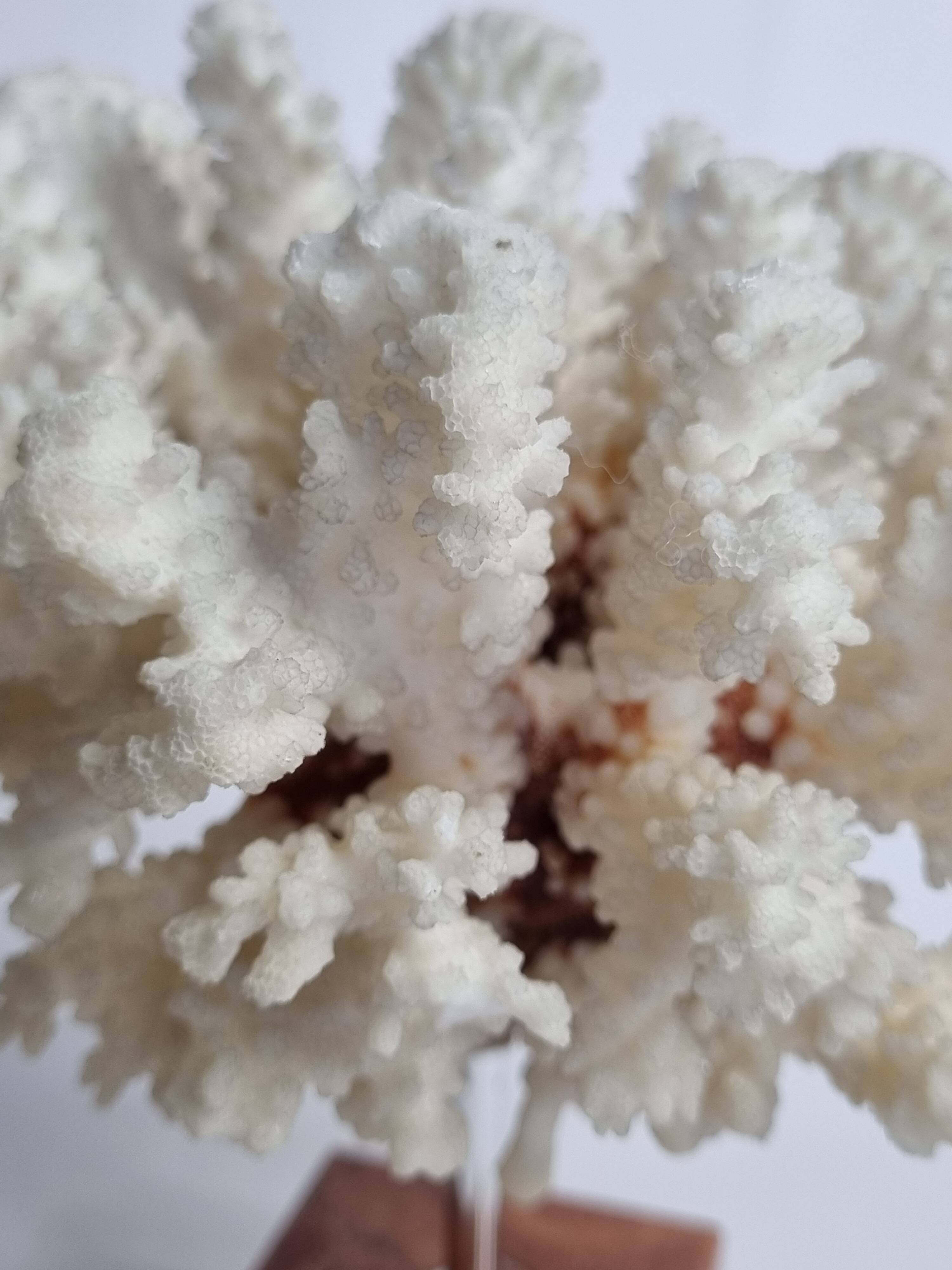 Old white coral on marble base 24 cm