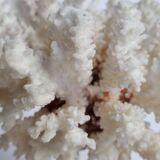 Old white coral on marble base 24 cm